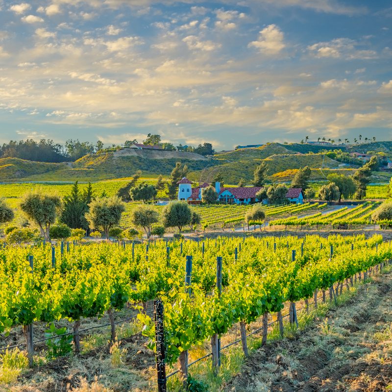 A breathtaking view of a vineyard in Temecula, California.