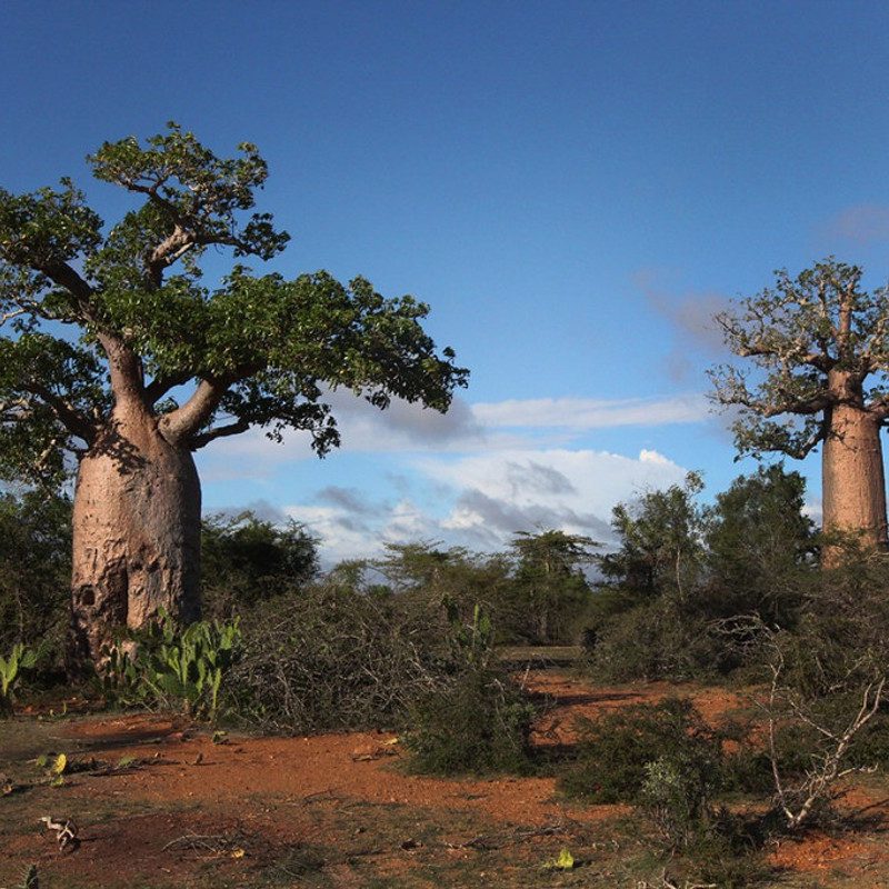 Baobab trees in Madagascar