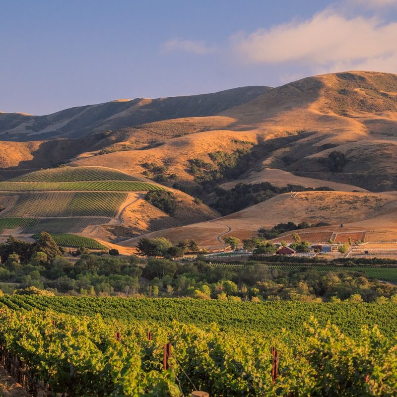 Brewer-Clifton vineyard view.