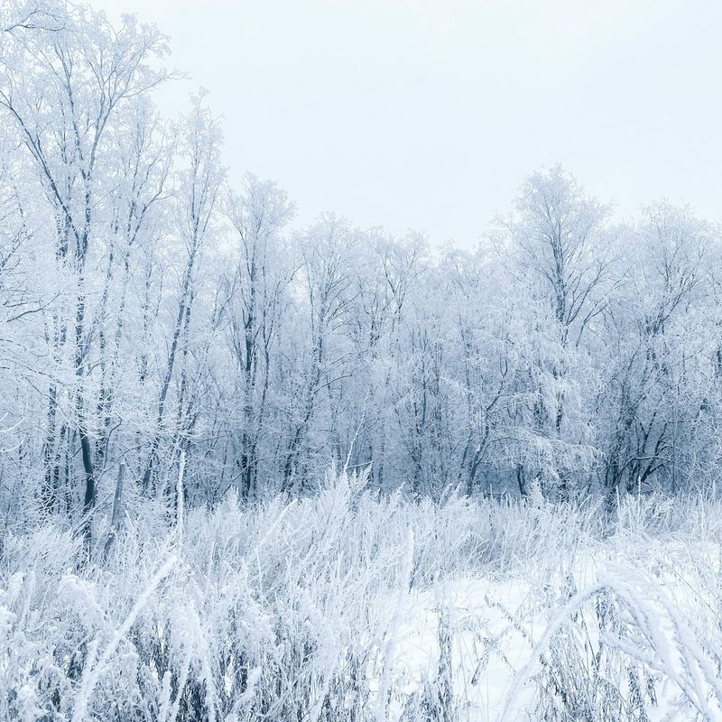 Wintery forest scene with snowy trees