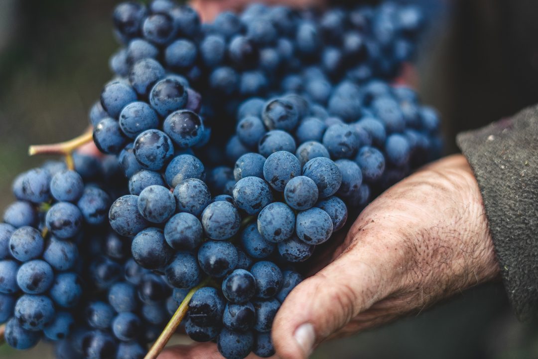 Hands holding wine grapes