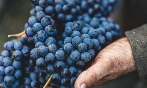 Hands holding wine grapes