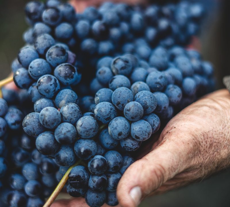 Hands holding wine grapes.