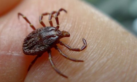 Tick on human finger