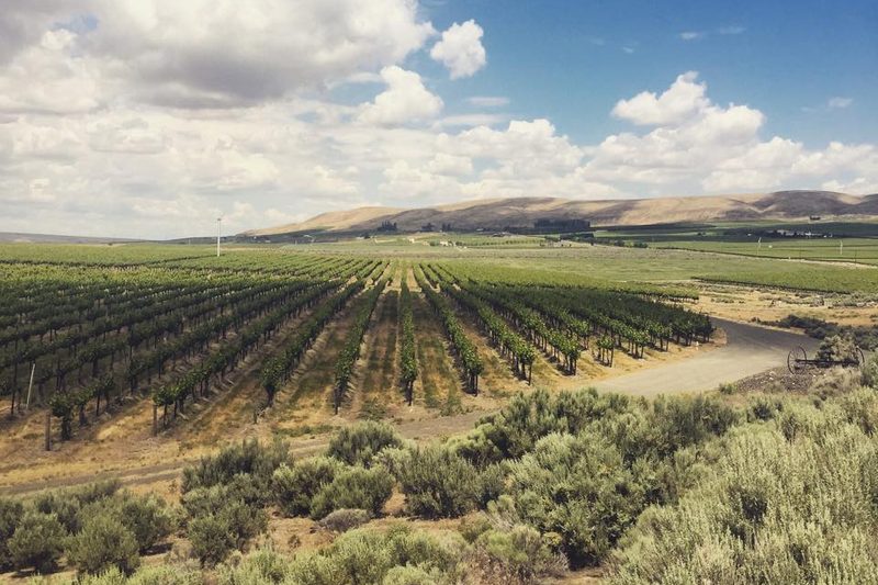 Kiona Vineyards.