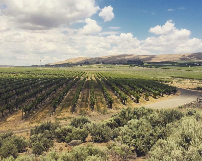 The view of Kiona Vineyards.