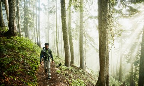 Man hiking along trial in forest on foggy morning.