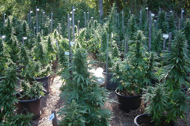 Mullaways Medical Cannabis' medical crop, used for Cannabinoid research and to produce Australia's first natural Cannabis based medicine.
