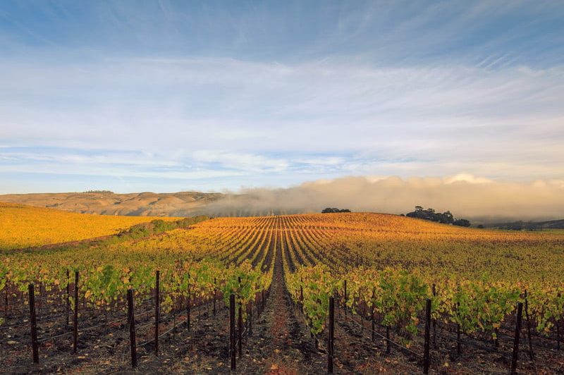 Sanford Winery vineyard.