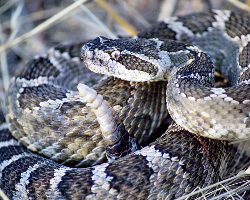 Close-up of a gray and white rattlesnake