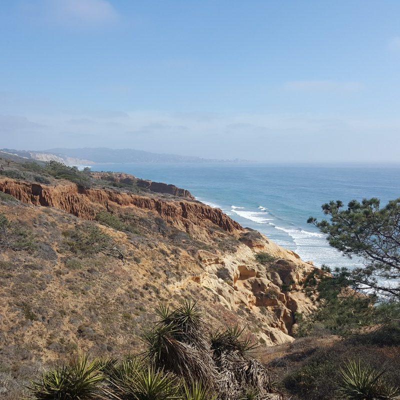A Torrey pine tree grows on top of a sandstone bluff facing the Pacific Ocean at Torrey Pines State Natural Reserve in San Diego.
