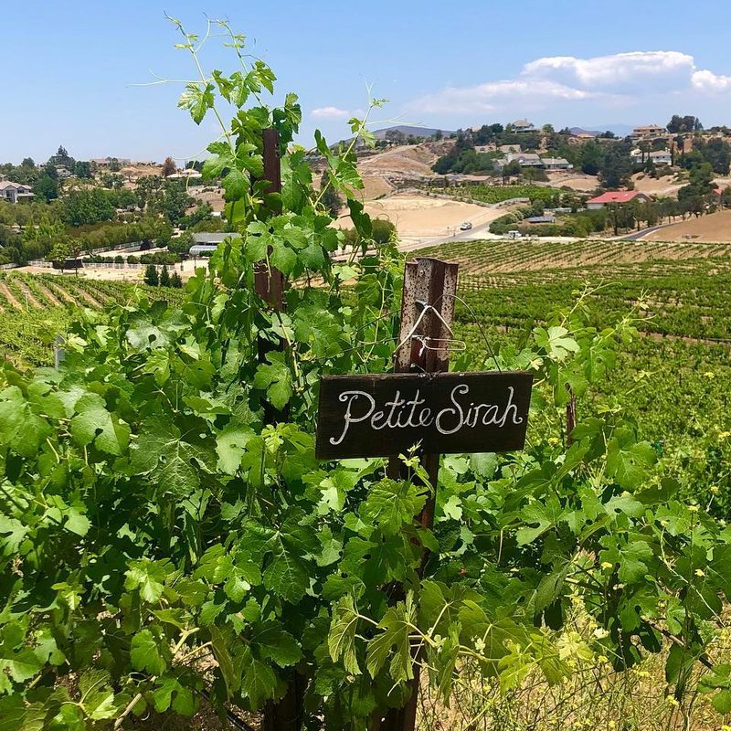 The Vindemia Winery vineyard with a wooden signboard that reads "Petite Sirah."