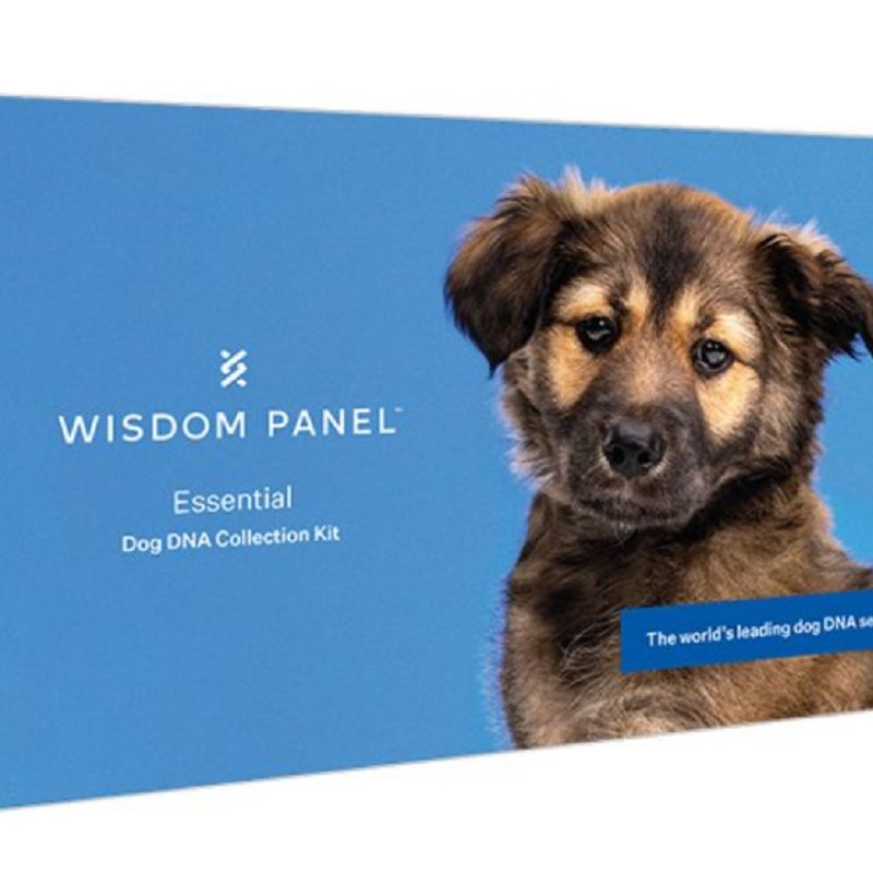 The box of the Wisdom Panel Essential Dog DNA Test.