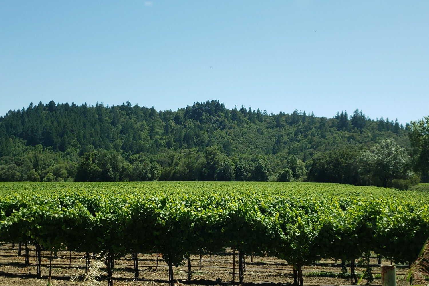 A vineyard in the Russian River Valley between Guerneville and Healdsburg, California.