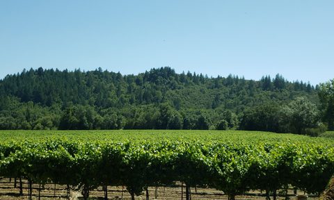 A vineyard in the Russian River Valley between Guerneville and Healdsburg, California.