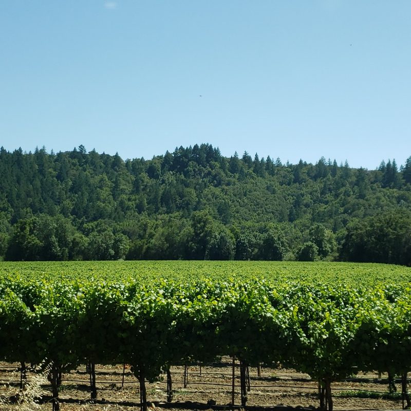 A vineyard in the Russian River Valley between Guerneville and Healdsburg, California.