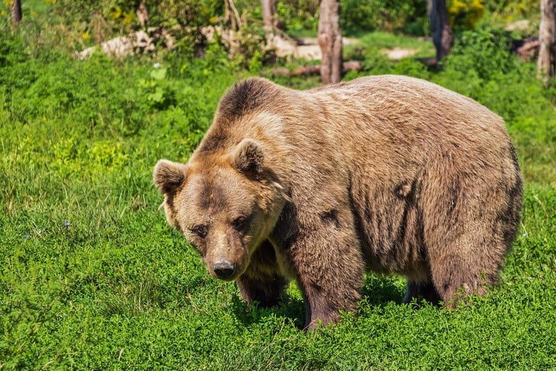 A brown bear in the wilderness.
