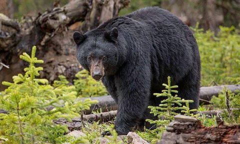 An inquisitive black bear plods through a new growth of trees.