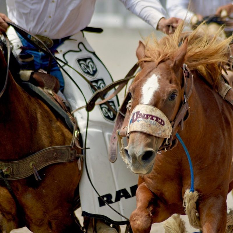 cowboy on a horse chasing another horse.