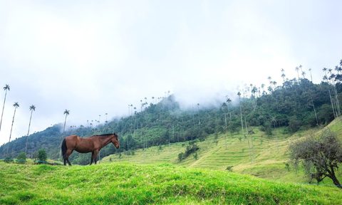 A horse stands amidst green fields and rolling hills in the Cocora Valley, Colombia.