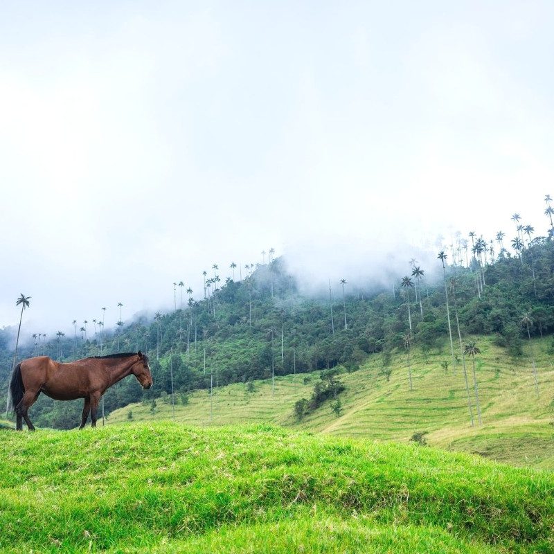 A horse stands amidst green fields and rolling hills in the Cocora Valley, Colombia.