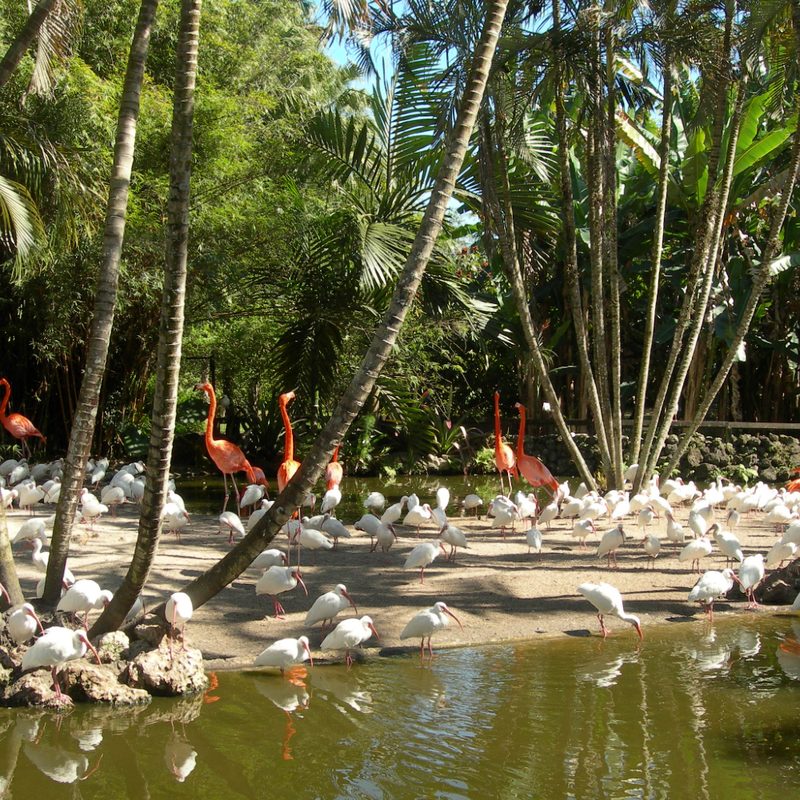 Flamingos surrounded by water and palm trees