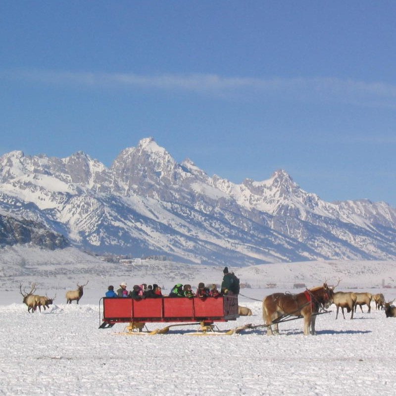 Visitors take a sleigh ride through the National Elk Refuge complete with grazing elk and the Tetons in the background
