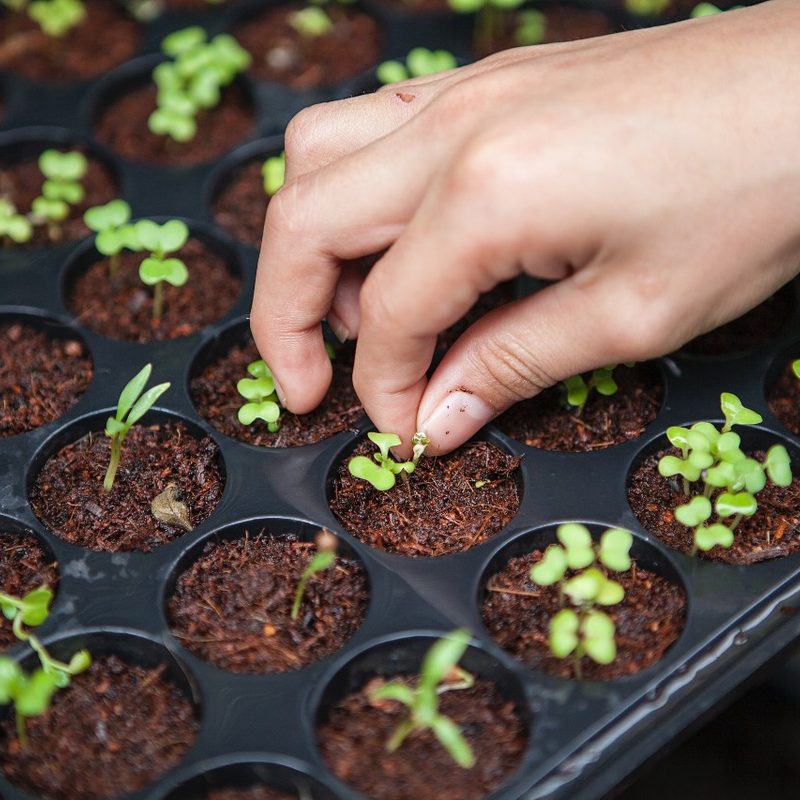 Organically farmed greens on a tray.