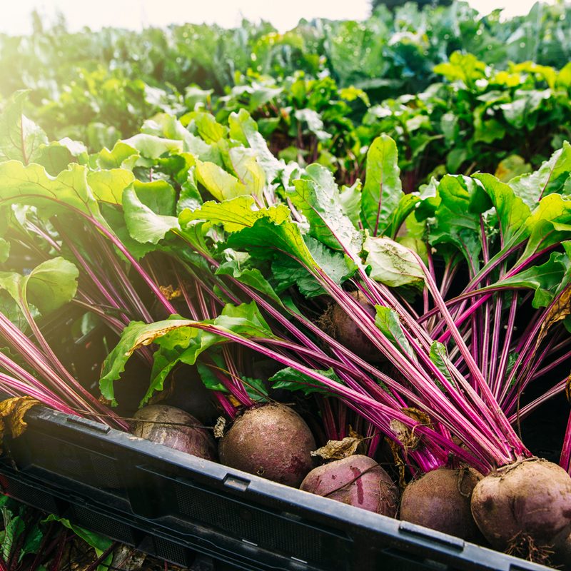 A close-up of beets placed in a black plastic crate.