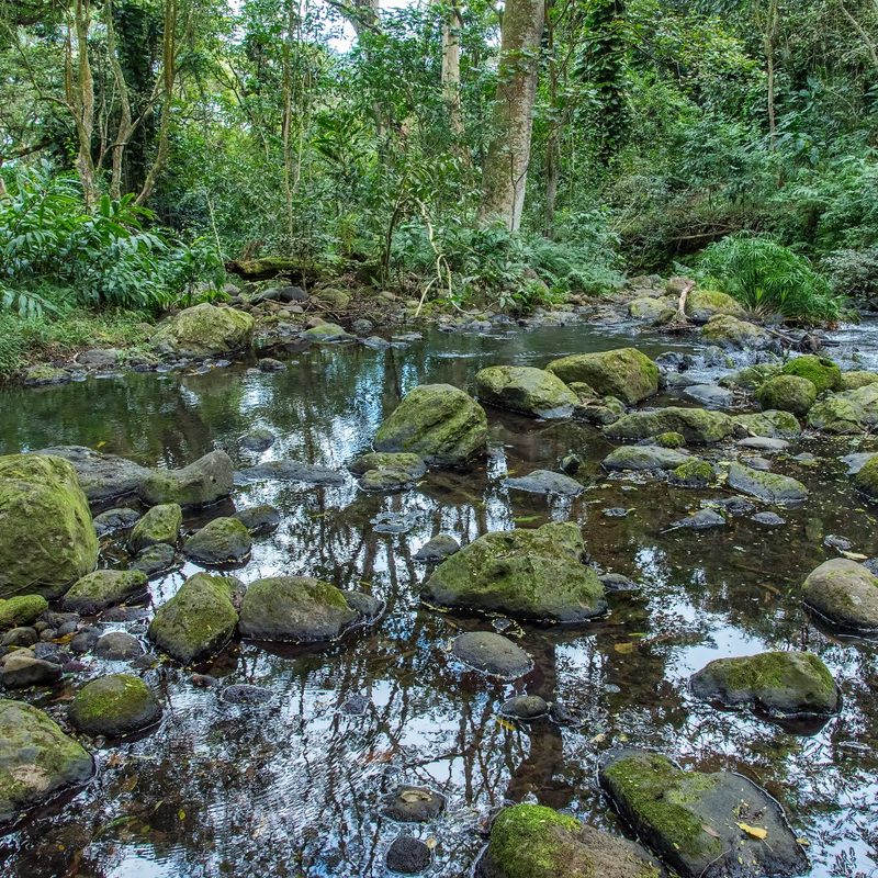 A stream by the Maunawili Falls Trail in Oahu, Hawaii.