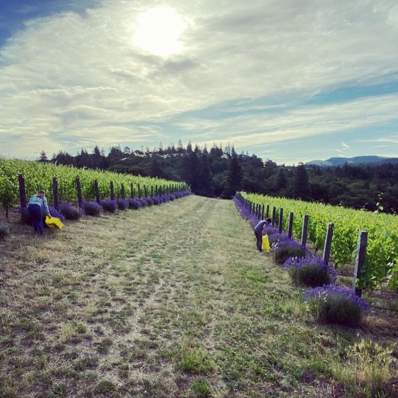 Analemma vineyards in the Columbia River Gorge.