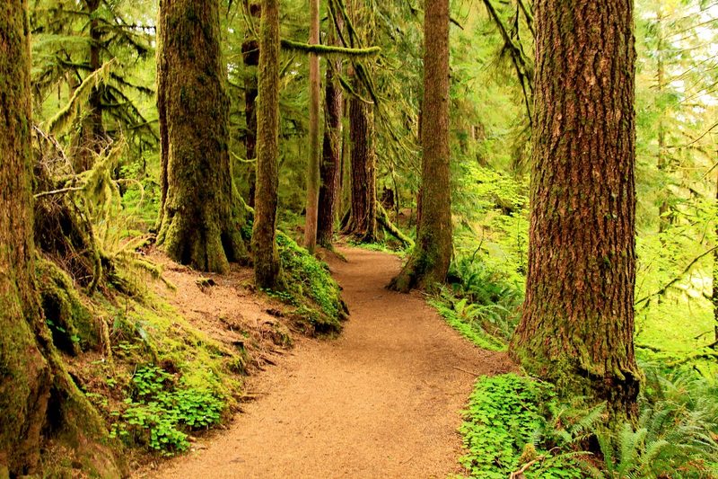 Drift Creek Falls trail in Oregon.