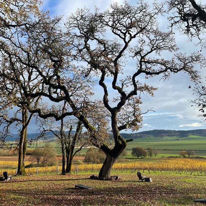 Johan Vineyards estate in Rickreall.