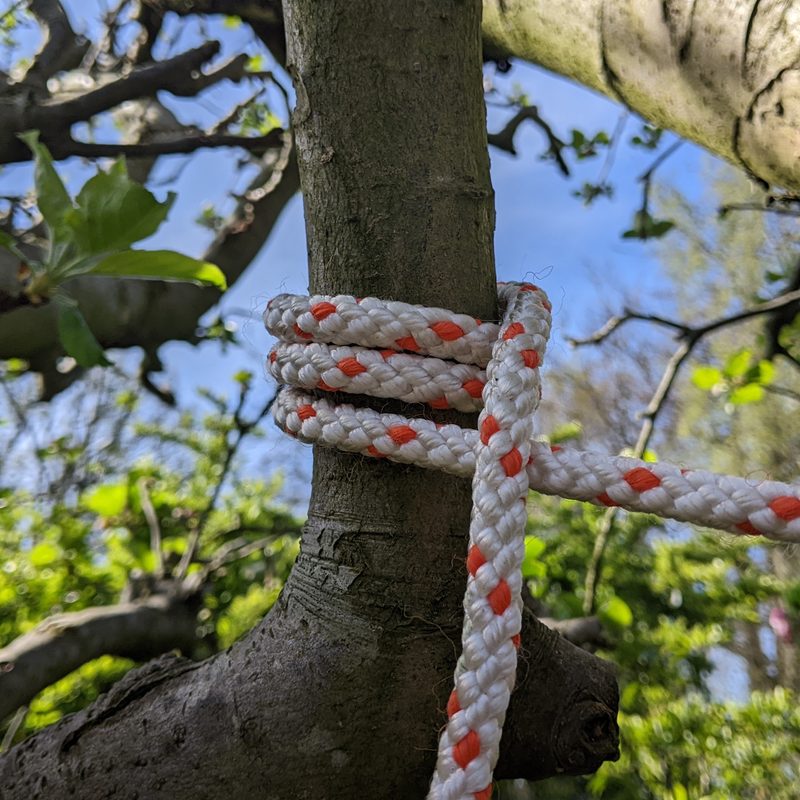 A no-knot tied around a tree.