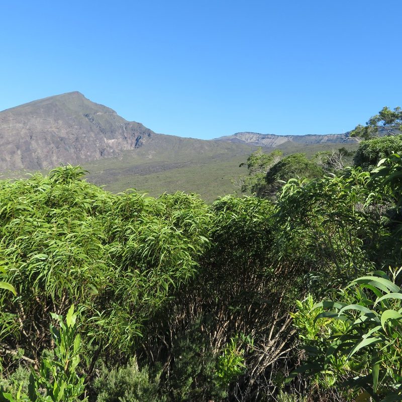 The view from mauka to Haleakala Peak and Kaupo Gap at Kipahulu Forest Reserve, Maui, Hawaii.