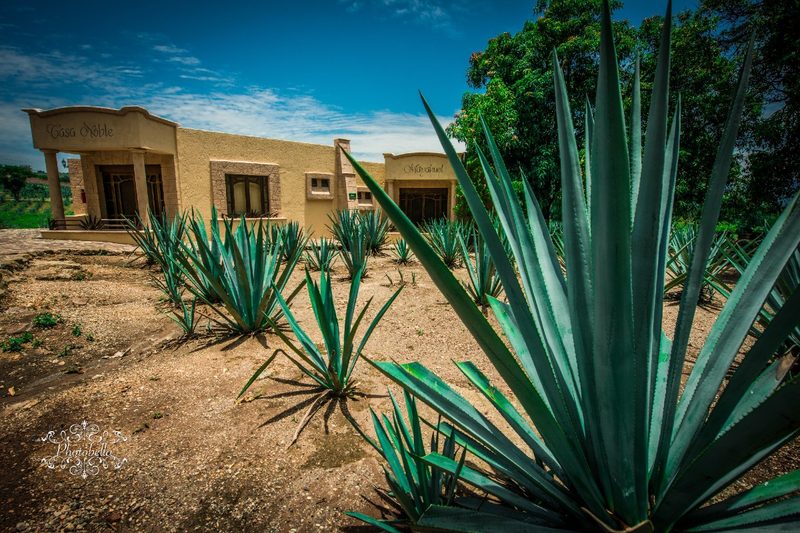 Agave plants growing in the Mexican desert.