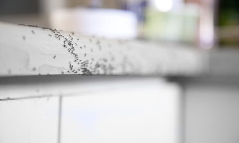 how to get rid of ants in the kitchen version 1651695322 on counter