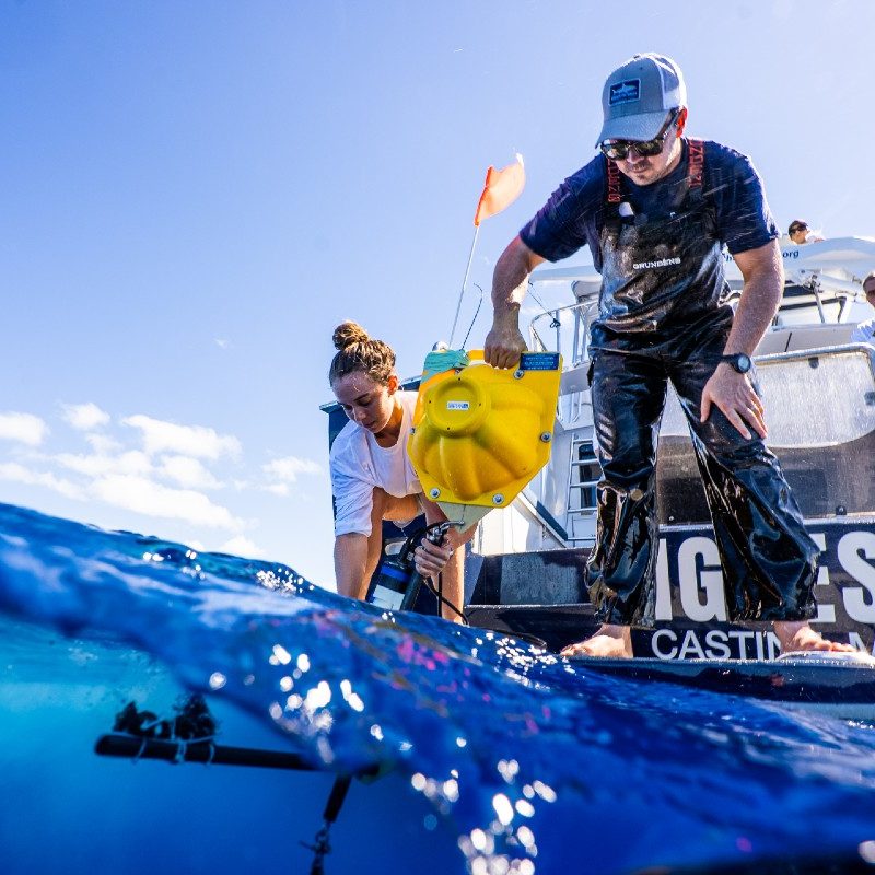Dr. Austin Gallagher of Beneath the Waves conducting ocean field research.