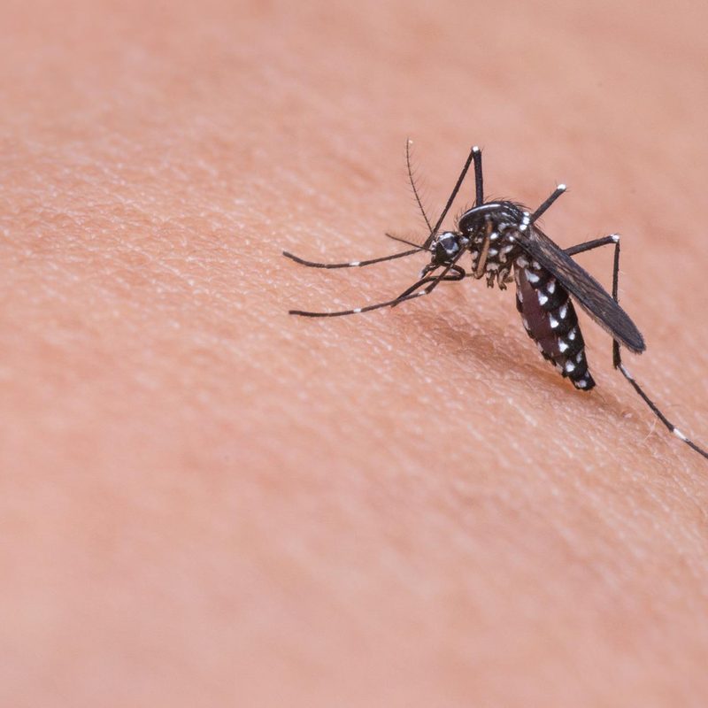 Close up shot of mosquito biting skin.