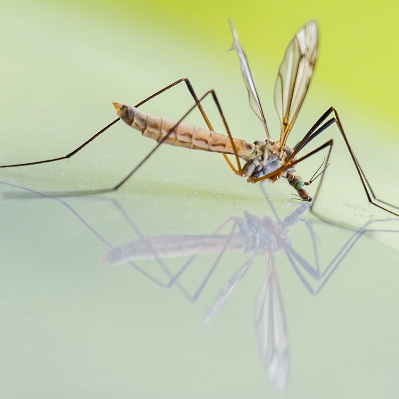Large mosquito sitting on the water