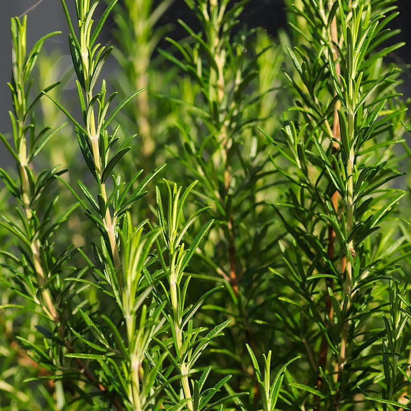 Rosemary essential oil for STEM mosquito repellant