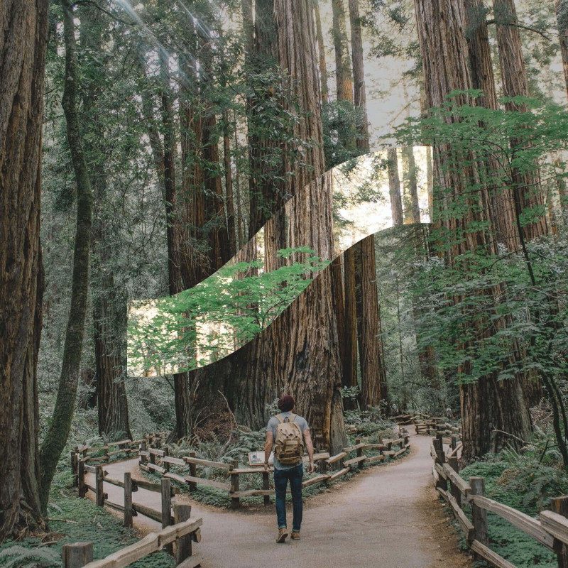 A man walks amid tall trees with the Sanvello app logo overlaid on top.