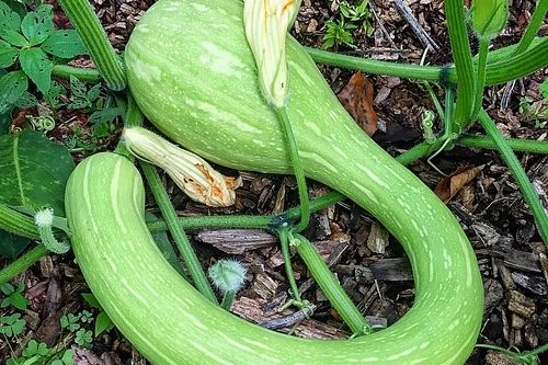 Tromboncino squash in the garden