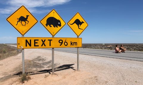 Camel, wombat, and kangaroo signs in the Nullarbor Plain on the Eyre Highway.