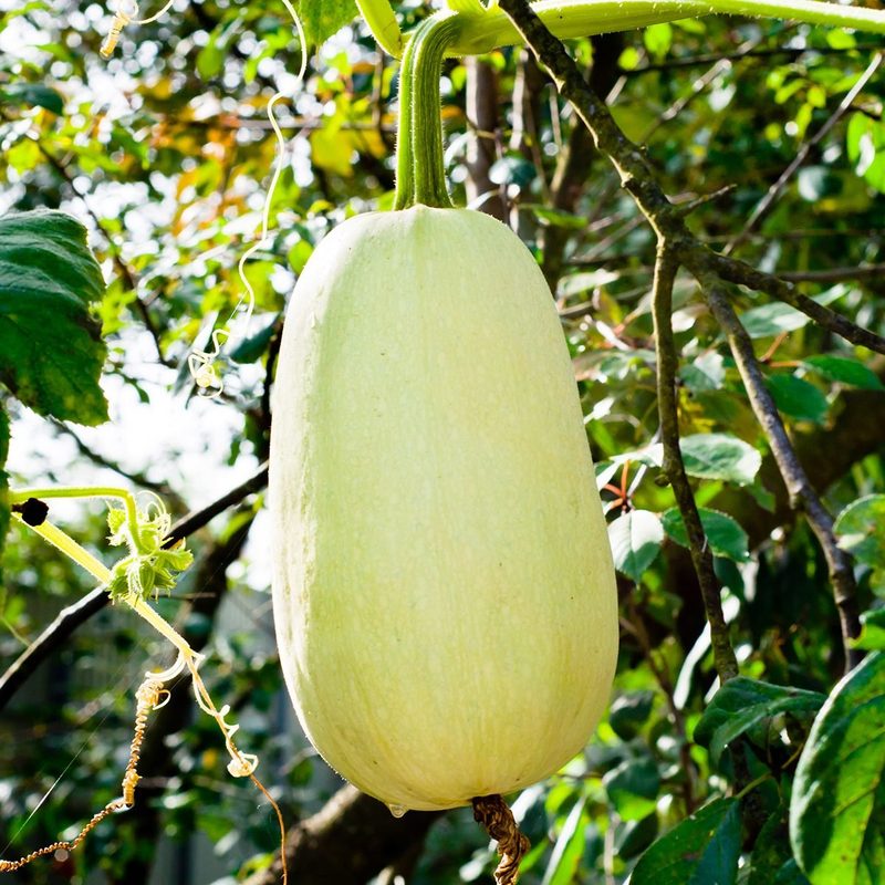 Cousa squash on the vine