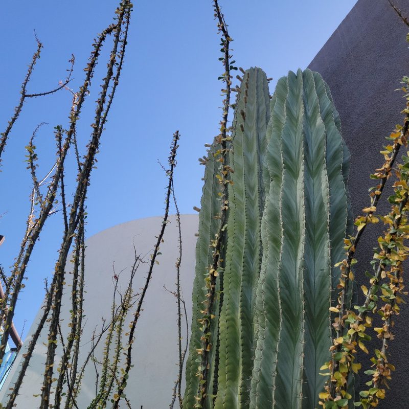 The cacti at the Scottsdale Museum of Contemporary Art