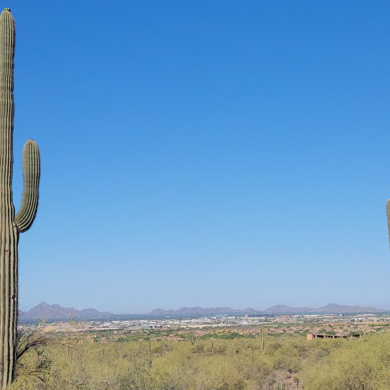 A pair of saguaro cacti at McDowell Sonoran Preserve in Scottsdale, Arizona.