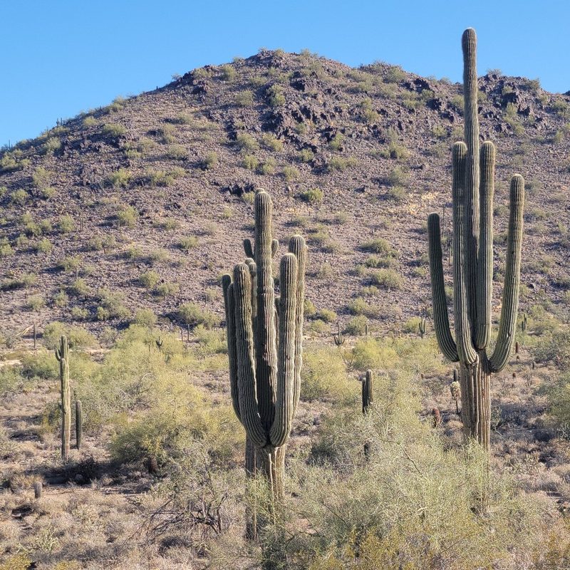 A group of saguaro cacti at the McDowell Sonoran Preserve in Scottsdale, Arizona
