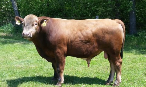 A beefalo bull