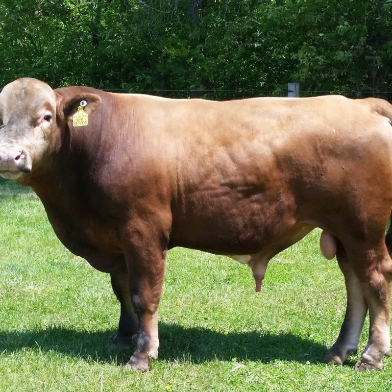 A beefalo bull